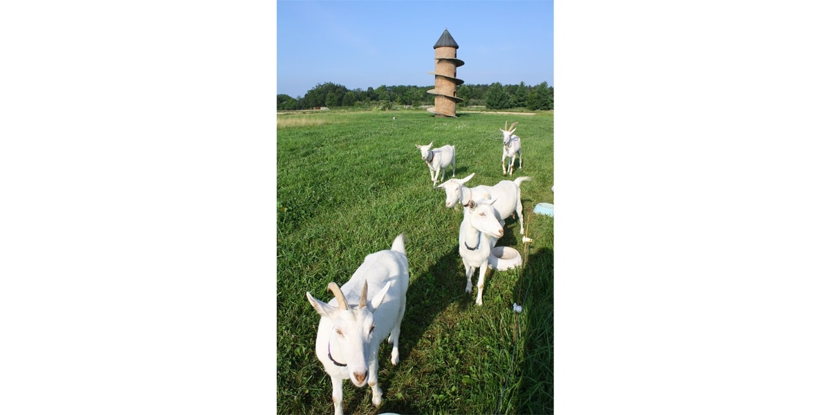 ground mounted solar panels goat farm